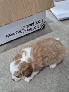 인제군동물보호센터에서 01월 22일 발견해서 보호하고 있는 강아지 정보.