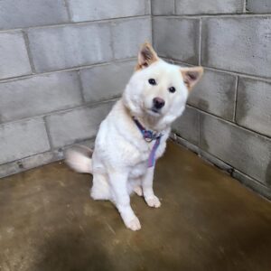 군산유기동물보호센터에서 01월 21일 발견해서 보호하고 있는 강아지 정보안내.