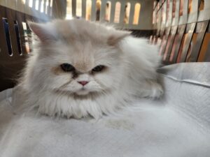 광주동물보호센터에서 01월 22일 발견해서 보호하고 있는 고양이 정보.