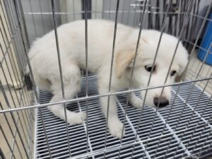 고양시동물보호센터에서 보호중인 유기된 강아지안내합니다.