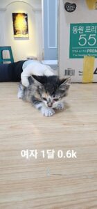 옥천동물병원에서 01월 22일 발견해서 보호하고 있는 고양이 정보.