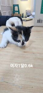 옥천동물병원에서 보호중인 유기된 고양이정보.