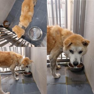 경주동물사랑보호센터에서 01월 23일 발견해서 보호하고 있는 강아지 정보.