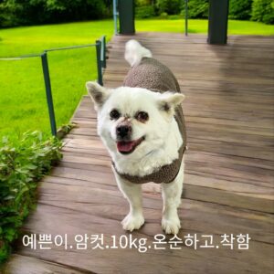 성주유기동물보호센터에서 01월 23일 발견해서 보호하고 있는 강아지 정보안내.