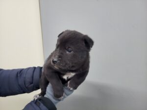 고양시동물보호센터에서 보호하고 있는 유기된 강아지입니다.