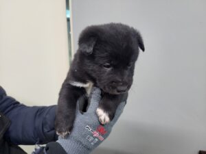 고양시동물보호센터에서 01월 23일 발견해서 보호하고 있는 강아지 정보.