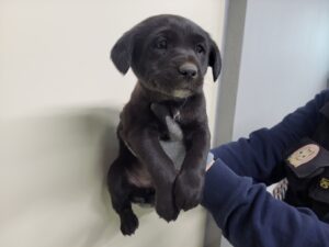 고양시동물보호센터에서 01월 23일 발견해서 보호하고 있는 강아지 정보입니다.