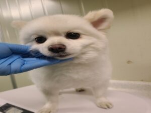 동부유기동물보호협회에서 01월 22일 발견해서 보호하고 있는 강아지 정보입니다.