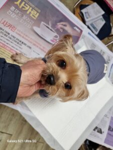 경동동물병원에서 01월 23일 발견해서 보호하고 있는 강아지 정보안내.