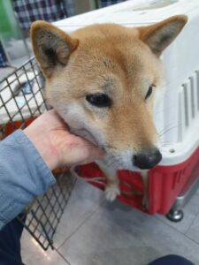 펫앤쉘터동물병원에서 보호하고 있는 유기된 강아지안내.
