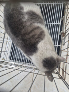 삼산종합동물병원에서 보호중인 유기된 고양이소개합니다.