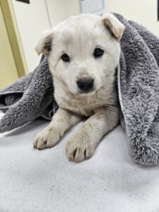 아산동물복지지원센터에서 01월 23일 발견해서 보호하고 있는 강아지 정보입니다.