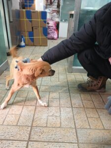 영주시 동물보호센터에서 01월 24일 발견해서 보호하고 있는 강아지 정보.
