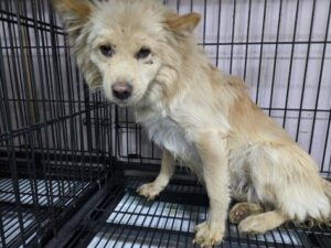 밀양시 동물보호센터에서 01월 24일 발견해서 보호하고 있는 강아지 정보안내.