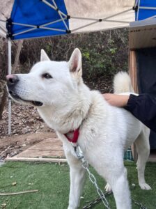 반려동물보호센터에서 01월 25일 발견해서 보호하고 있는 강아지 정보.