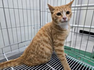 고양시동물보호센터에서 보호중인 유기된 고양이안내.