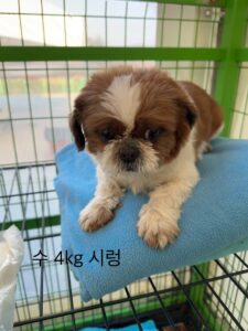군산유기동물보호센터에서 01월 25일 발견해서 보호하고 있는 강아지 정보입니다.