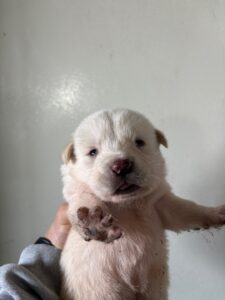 더나은동물병원에서 보호하고 있는 유기된 강아지정보.