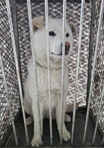 창녕 유기동물보호소에서 01월 25일 발견해서 보호하고 있는 강아지 정보입니다.