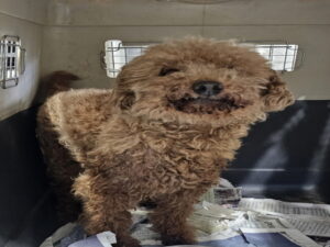 원주시동물보호센터에서 보호중인 유기된 강아지안내드립니다.
