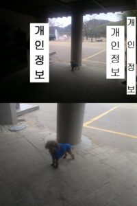 산타클라라동물병원에서 보호하고 있는 유기된 강아지정보.