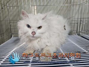 한국동물구조관리협회에서 보호중인 유기된 고양이안내드립니다.