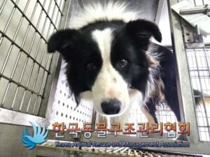한국동물구조관리협회에서 보호하고 있는 유기된 강아지소개합니다.