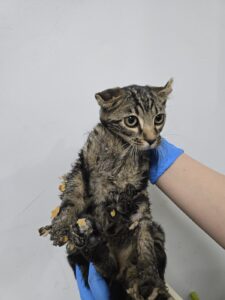 반려동물보호센터에서 보호중인 유기된 고양이안내.