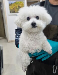 반려동물보호센터에서 보호중인 유기된 강아지입니다.