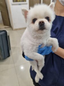 반려동물보호센터에서 보호중인 유기된 강아지안내합니다.