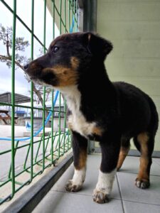 (사)영일동물플러스에서 01월 27일 발견해서 보호하고 있는 강아지 정보입니다.