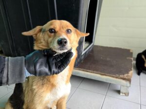 (사)영일동물플러스에서 보호하고 있는 유기된 강아지안내합니다.