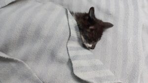멘토동물병원에서 01월 28일 발견해서 보호하고 있는 고양이 정보입니다.