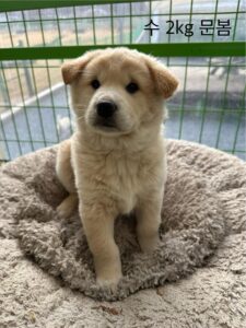 군산유기동물보호센터에서 보호하고 있는 유기된 강아지안내합니다.