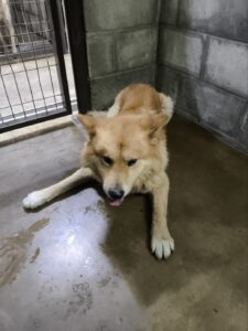 군산유기동물보호센터에서 보호중인 유기된 강아지안내합니다.