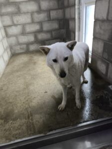 군산유기동물보호센터에서 01월 27일 발견해서 보호하고 있는 강아지 정보입니다.