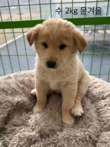 군산유기동물보호센터에서 01월 27일 발견해서 보호하고 있는 강아지 정보입니다.