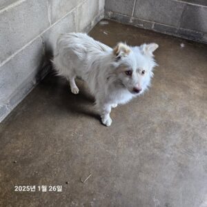 군산유기동물보호센터에서 보호하고 있는 유기된 강아지안내합니다.