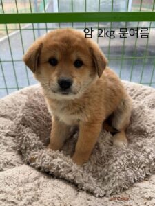 군산유기동물보호센터에서 01월 27일 발견해서 보호하고 있는 강아지 정보.