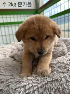군산유기동물보호센터에서 보호하고 있는 유기된 강아지안내합니다.
