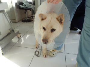 화원연합동물병원에서 보호하고 있는 유기된 강아지안내드립니다.