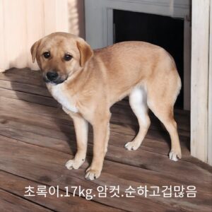 성주유기동물보호센터에서 01월 28일 발견해서 보호하고 있는 강아지 정보입니다.