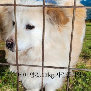 성주유기동물보호센터에서 01월 28일 발견해서 보호하고 있는 강아지 정보안내.