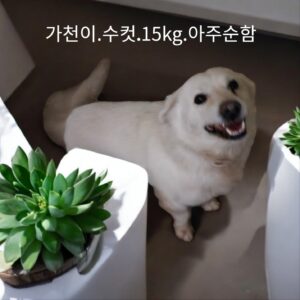 성주유기동물보호센터에서 보호하고 있는 유기된 강아지소개합니다.