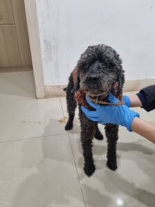 반려동물보호센터에서 보호하고 있는 유기된 강아지소개합니다.