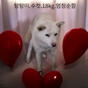 성주유기동물보호센터에서 01월 28일 발견해서 보호하고 있는 강아지 정보안내.