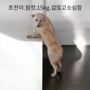 성주유기동물보호센터에서 01월 28일 발견해서 보호하고 있는 강아지 정보입니다.