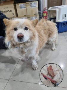 반려동물보호센터에서 보호하고 있는 유기된 강아지안내합니다.