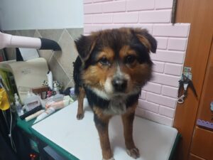 행복한동물병원에서 보호하고 있는 유기된 강아지안내드립니다.