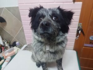 행복한동물병원에서 보호중인 유기된 강아지안내.